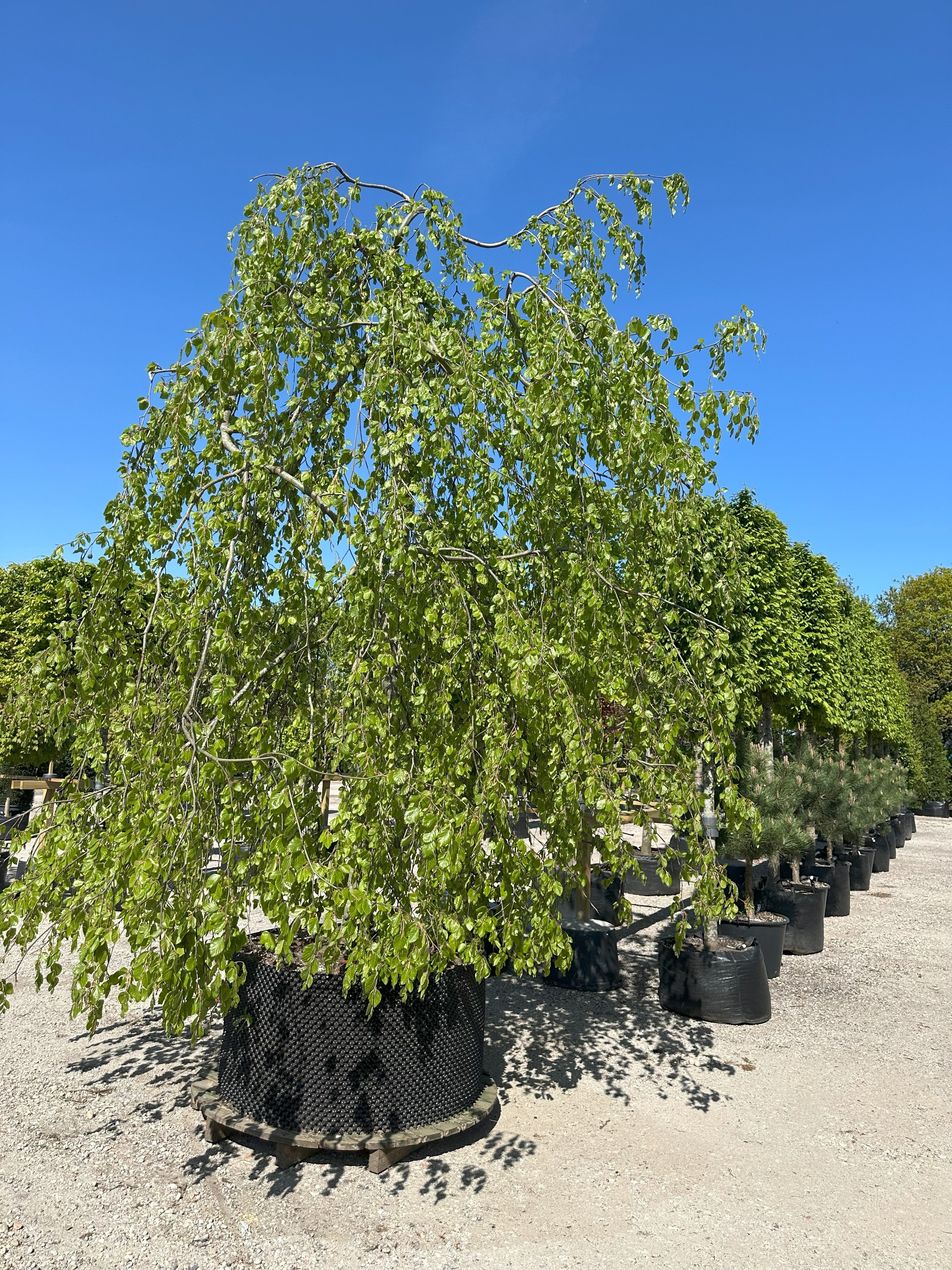 Skulpturel Fagus sylvatica 'Pendula' hængebøg med store vandrette grene og et lodret hængende løv.