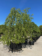 Skulpturel Fagus sylvatica 'Pendula' hængebøg med store vandrette grene og et lodret hængende løv.