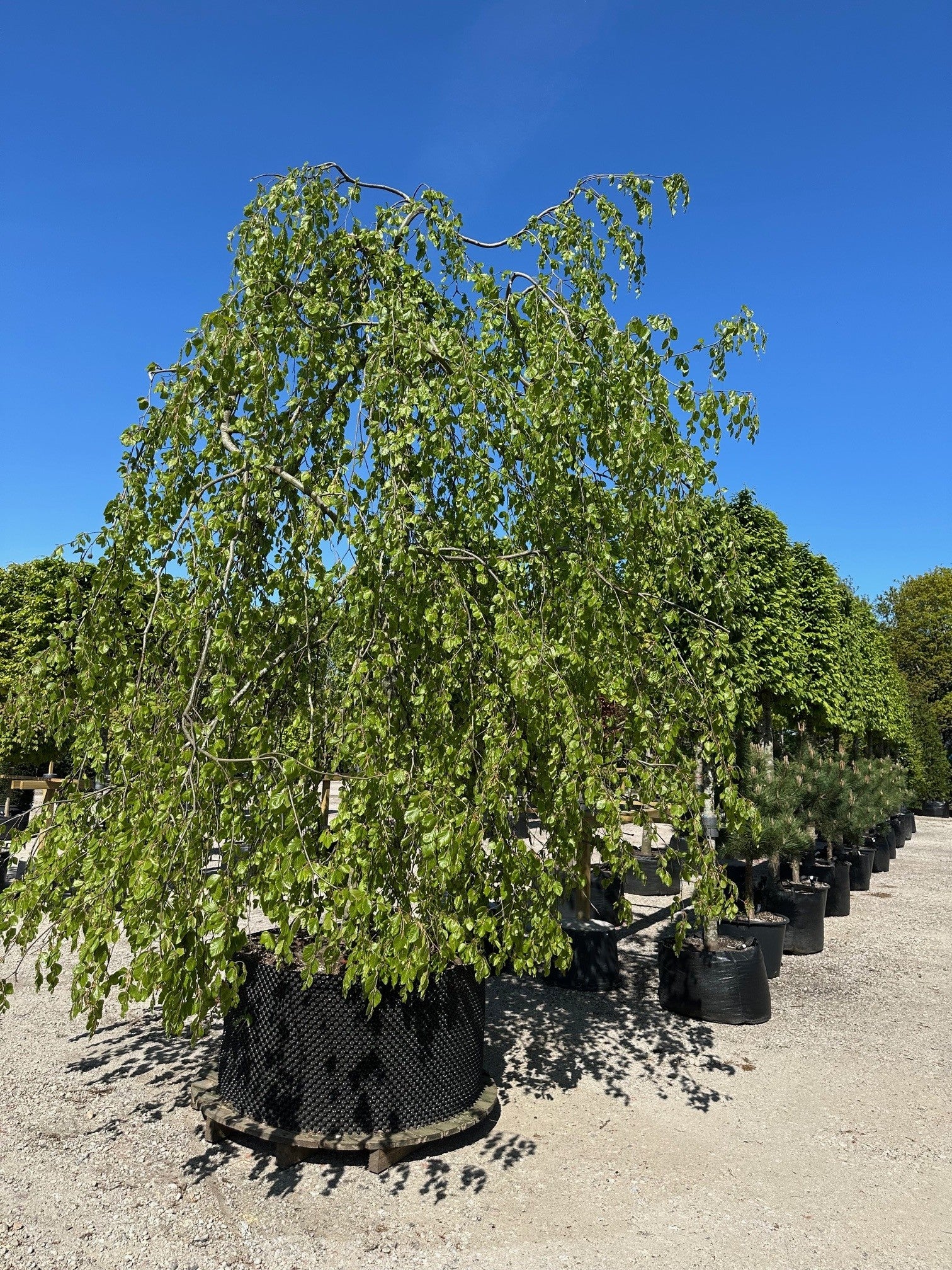 Skulpturel Fagus sylvatica 'Pendula' hængebøg med store vandrette grene og et lodret hængende løv.