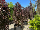 'Purpurea Pendula'-hængebøg, hvor de skinnende, dybviolette og mørkelilla blade sidder tæt på de hængende grene og fanger lyset i sommermånederne.