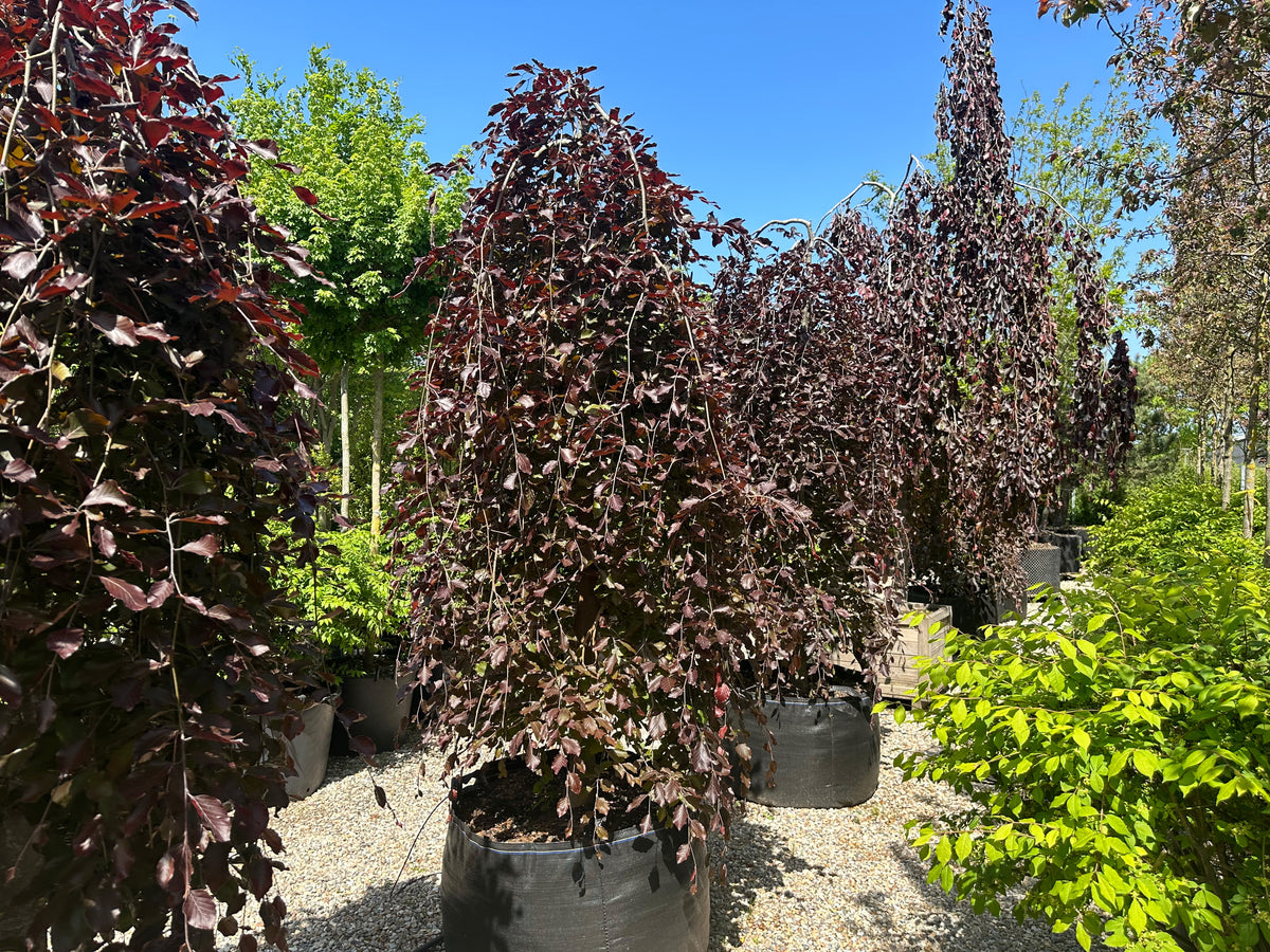 'Purpurea Pendula'-hængebøg, hvor de skinnende, dybviolette og mørkelilla blade sidder tæt på de hængende grene og fanger lyset i sommermånederne.