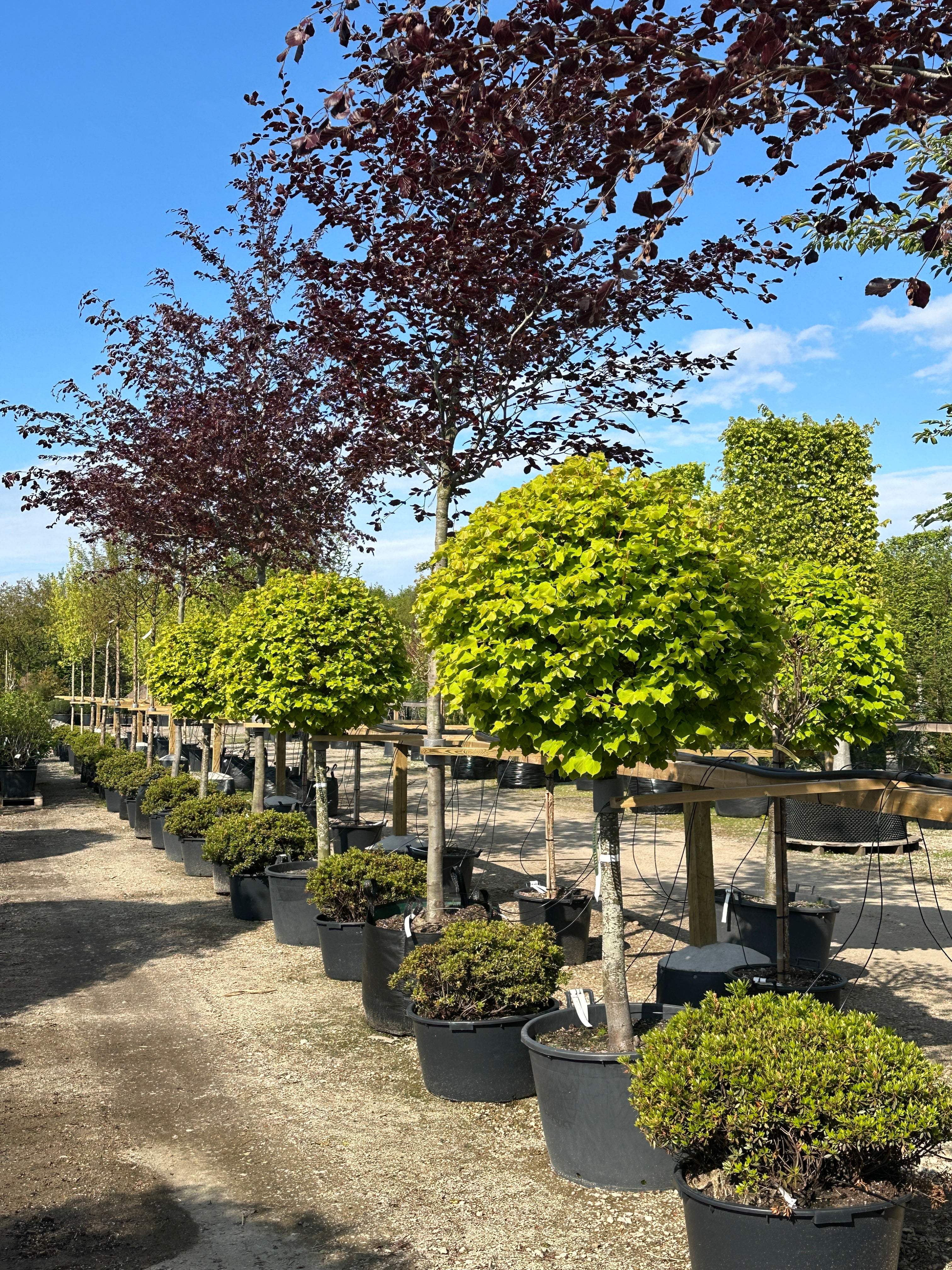 Japansk ahorn, Acer palmatum 'Osakazuki', med store, syvfligede grønne blade, der får flammende røde efterårsfarver.
