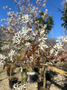 Flerstammet Amelanchier lamarckii bærmispel i fuld forårsblomstring med masser af små, hvide blomster.