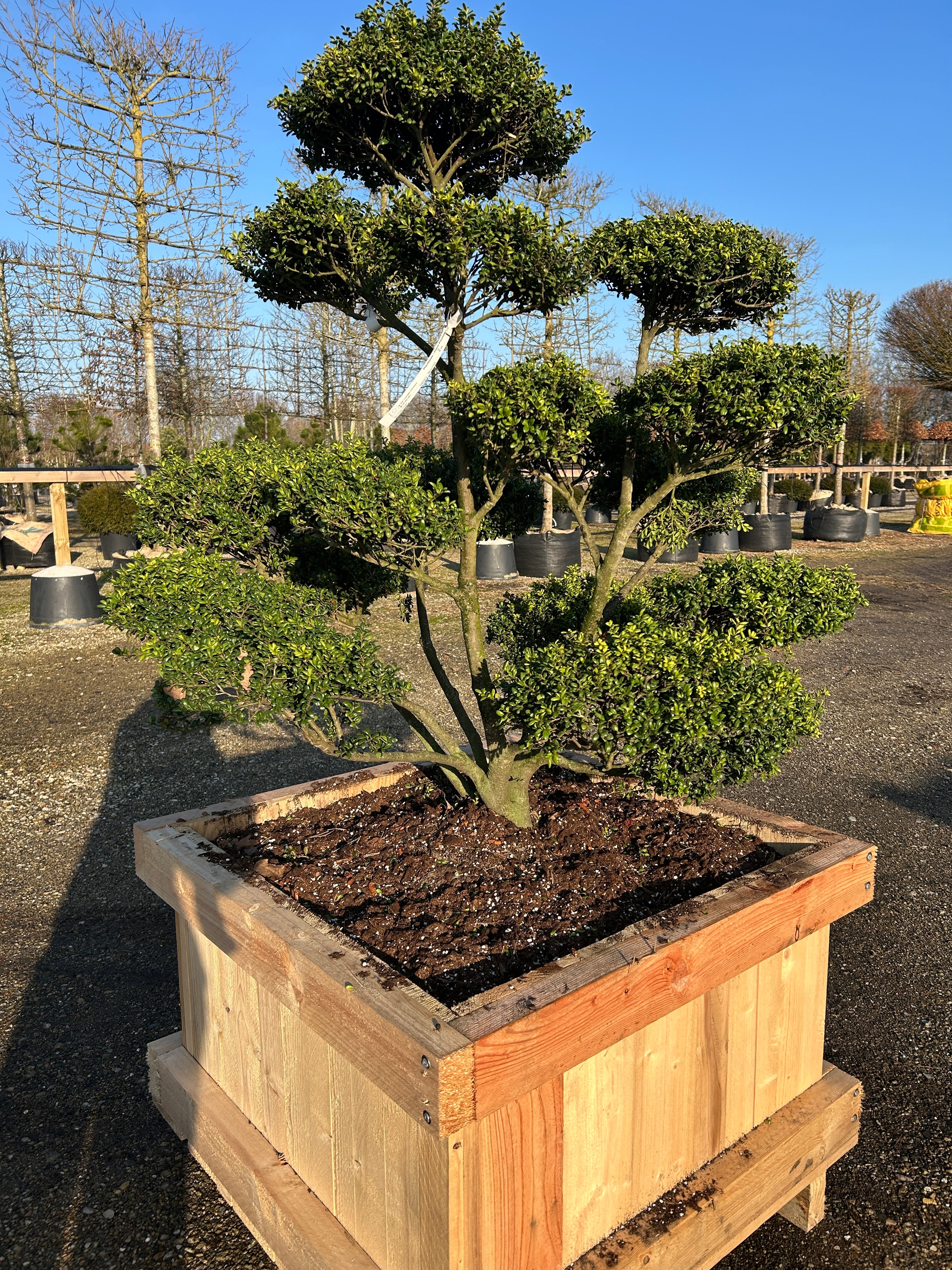 Smuk skulpturel bonsaiklippet Japansk kristtorn, Ilex crenata Convexa, med en flot fordeling af puder, med små buksbom lignede blade.