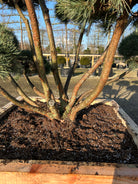 Flot stammer på en bonsaiklippet Pinus sylvestris Watereri, Dværg Skovfyr. 