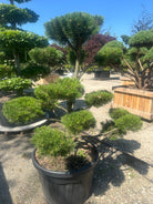 Formklippet fransk bjergfyr, Pinus mugo uncinata, formet som en elegant havebonsai med tætte, grønne nålepuder.