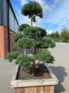 Formklippet skovfyr 'Watereri' udformet som havebonsai med fritlagte, krogede grene og tætte, skyformede puder af mørkegrønne nåle.