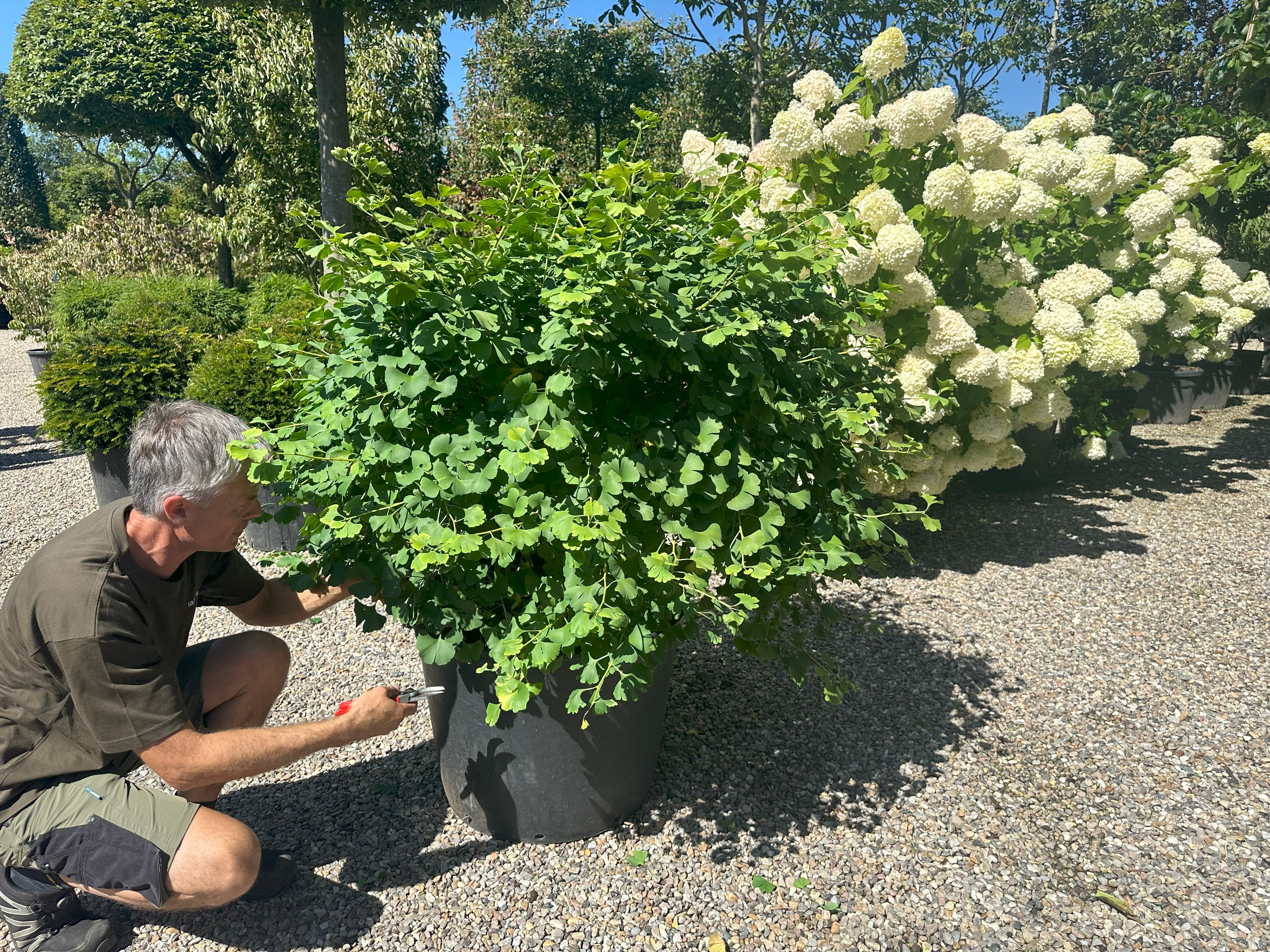 Kugleformet Ginkgo biloba tempeltræ med en helt tæt, rund krone af lysegrønne blade.