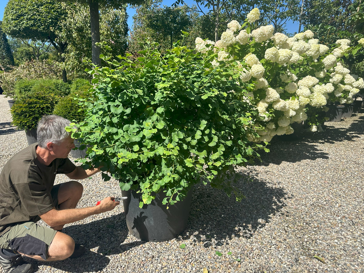Kugleformet Ginkgo biloba tempeltræ med en helt tæt, rund krone af lysegrønne blade.