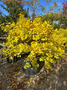 Kugleformet Ginkgo biloba tempeltræ i fuld efterårspragt med en tæt, rund krone af lysende smørgule blade.
