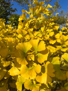 Kugleformet Ginkgo biloba tempeltræ i fuld efterårspragt med en tæt, rund krone af lysende smørgule blade.