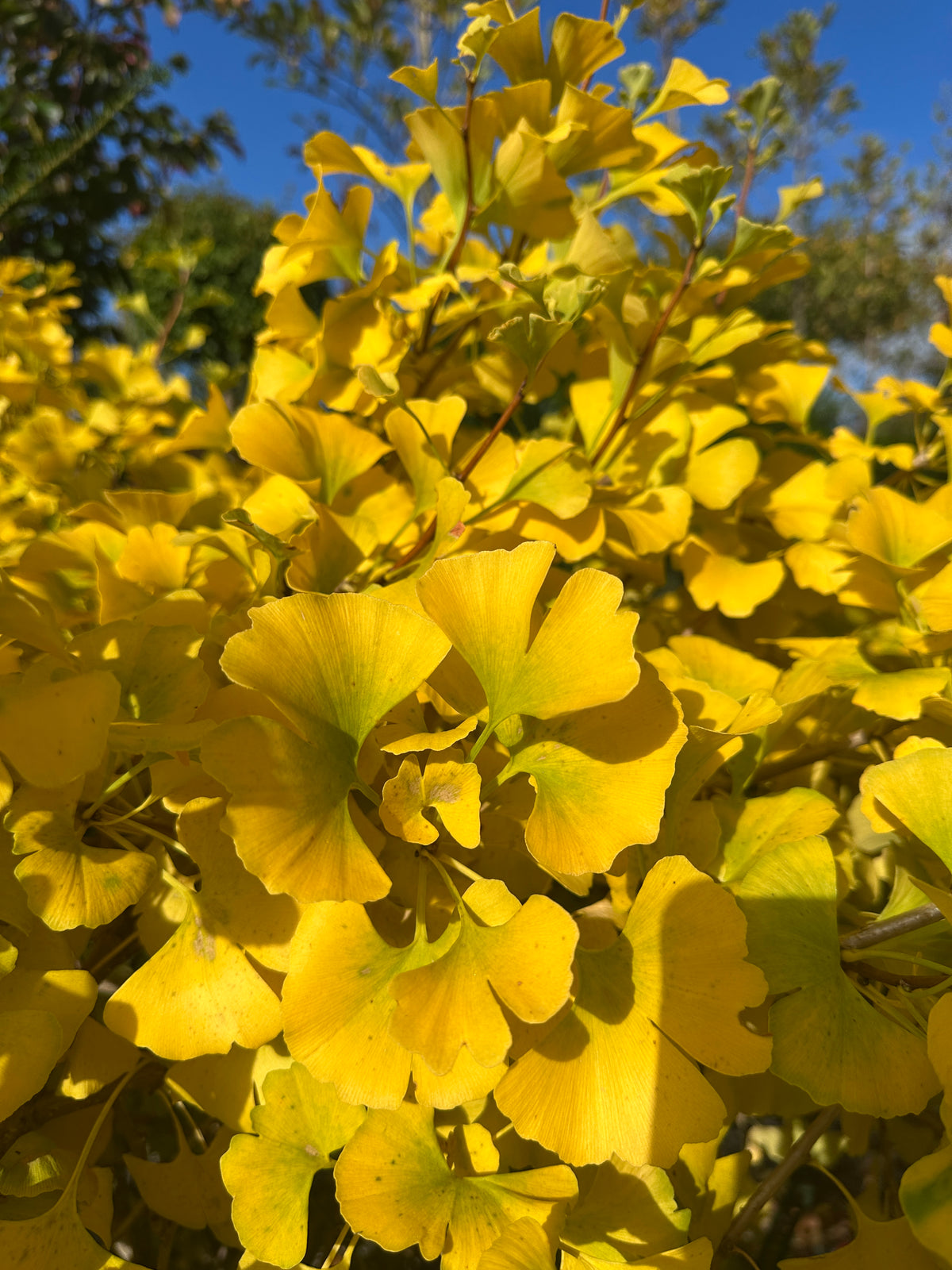 Kugleformet Ginkgo biloba tempeltræ i fuld efterårspragt med en tæt, rund krone af lysende smørgule blade.