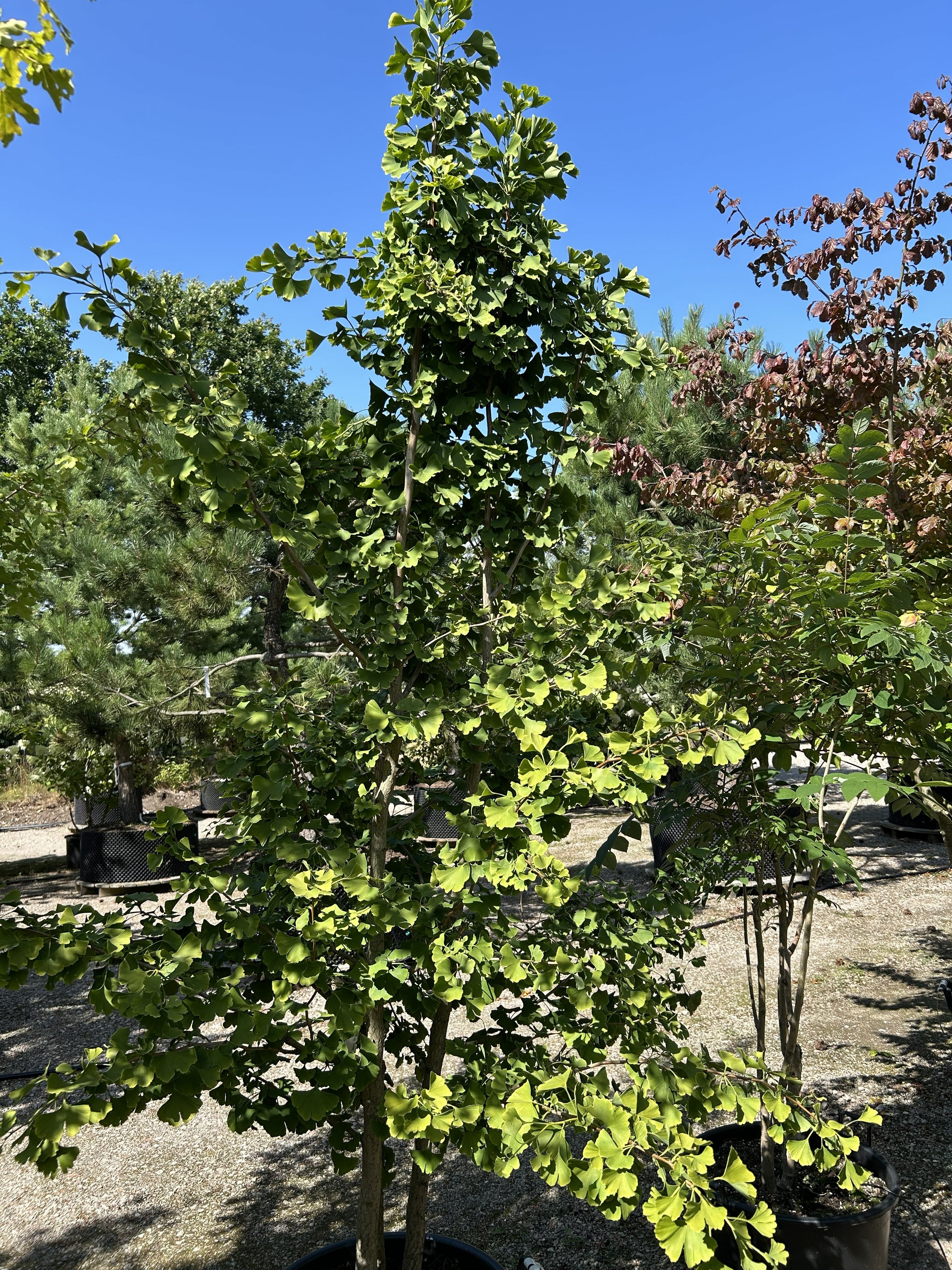 Multistammet tempeltræ, Ginkgo biloba, med flere synlige stammer fra bunden og de karakteristiske vifteformede blade.