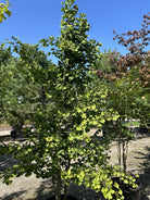 Multistammet tempeltræ, Ginkgo biloba, med flere synlige stammer fra bunden og de karakteristiske vifteformede blade.