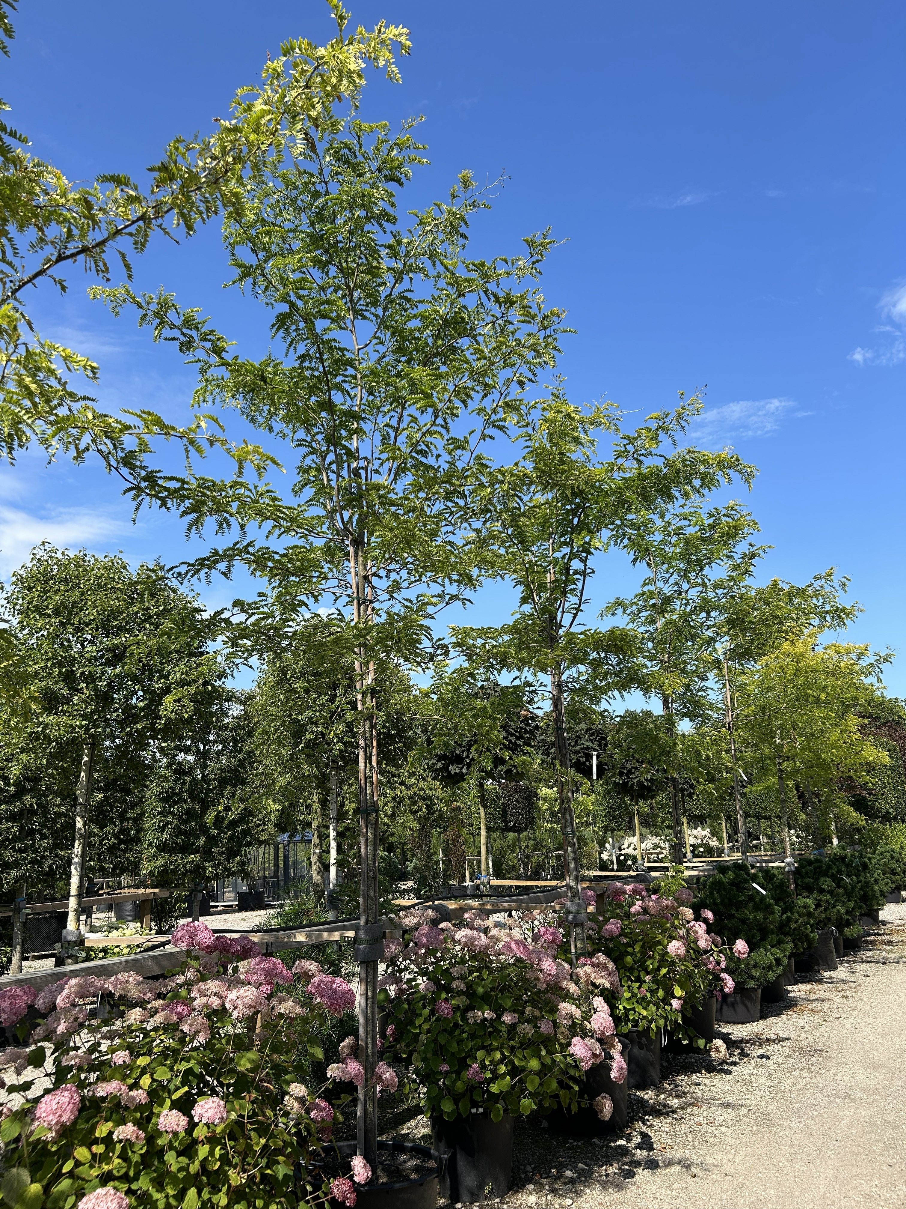 Opstammet tretorn 'Sunburst' Gleditsia triacanthos, med en luftig krone af lysende, gulgrønne, fjerdelte blade på en slank stamme.