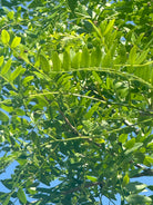 Fint, fjeragtigt og sammensat blad fra et 'Gleditsia triacanthos'-tretorn, hvor de mange små, lysegrønne og ovale småblade danner et let og transparent mønster i sommerlyset.