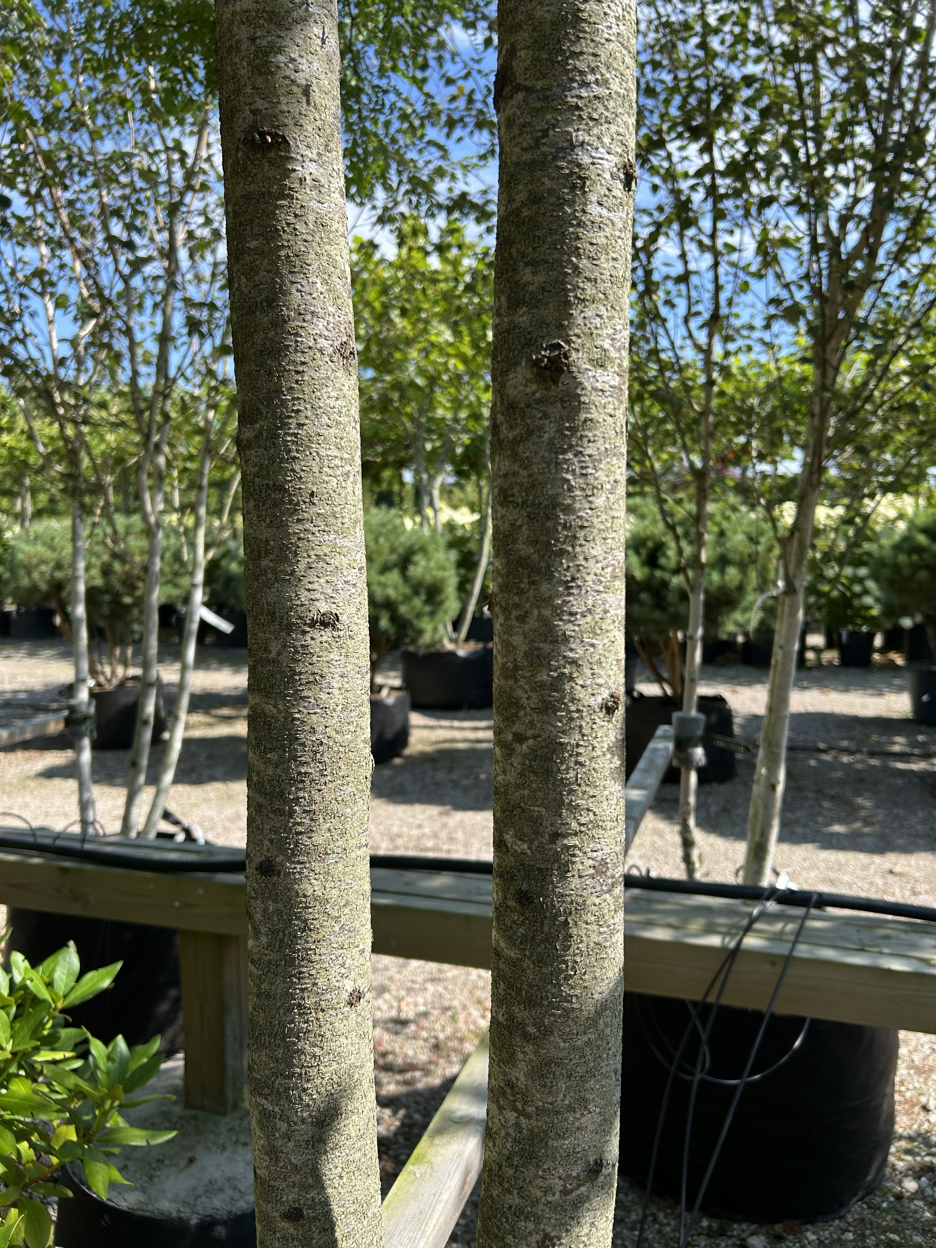 Multistammet 'Gleditsia triacanthos'-tretorn, hvor de karakteristiske mørkegrå og robuste hovedstammer forgrener sig skulpturelt fra jorden og fremhæver træets åbne struktur.