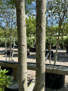 Multistammet 'Gleditsia triacanthos'-tretorn, hvor de karakteristiske mørkegrå og robuste hovedstammer forgrener sig skulpturelt fra jorden og fremhæver træets åbne struktur.