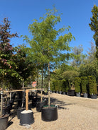 Opstammet Gleditsia triacanthos Skyline tretorn med en høj, bar stamme og en let, pyramideformet krone af fine, lysegrønne blade.