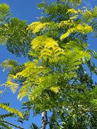 Nærbillede af de karakteristiske, fine og fjerdelte blade i en intens gulgrøn farve på en tretorn, Gleditsia triacanthos 'Sunburst' 
