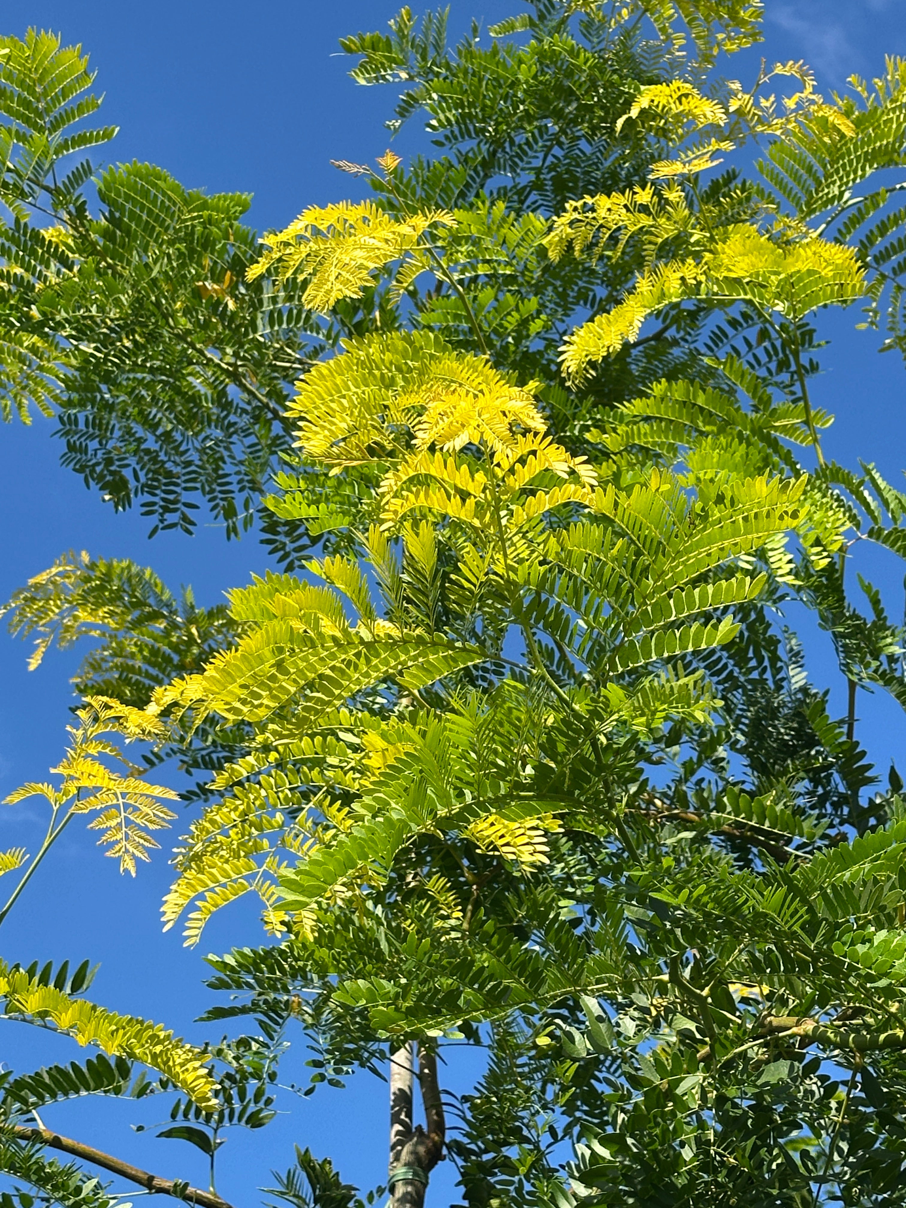 Nærbillede af de karakteristiske, fine og fjerdelte blade i en intens gulgrøn farve på en tretorn, Gleditsia triacanthos 'Sunburst' 