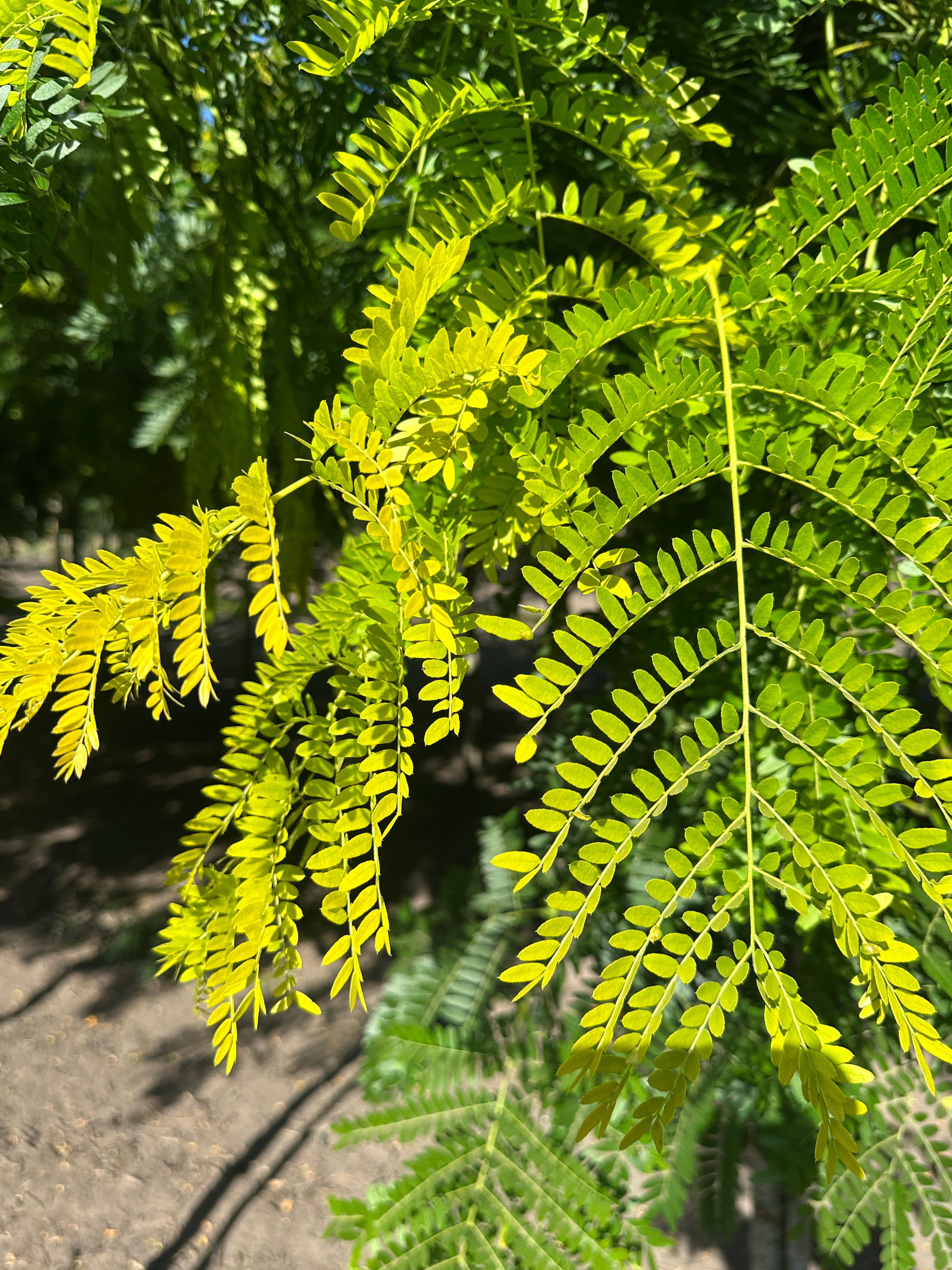 Nærbillede af de karakteristiske, fine og fjerdelte blade i en intens gulgrøn farve på en Gleditsia triacanthos 'Sunburst', Tretorn