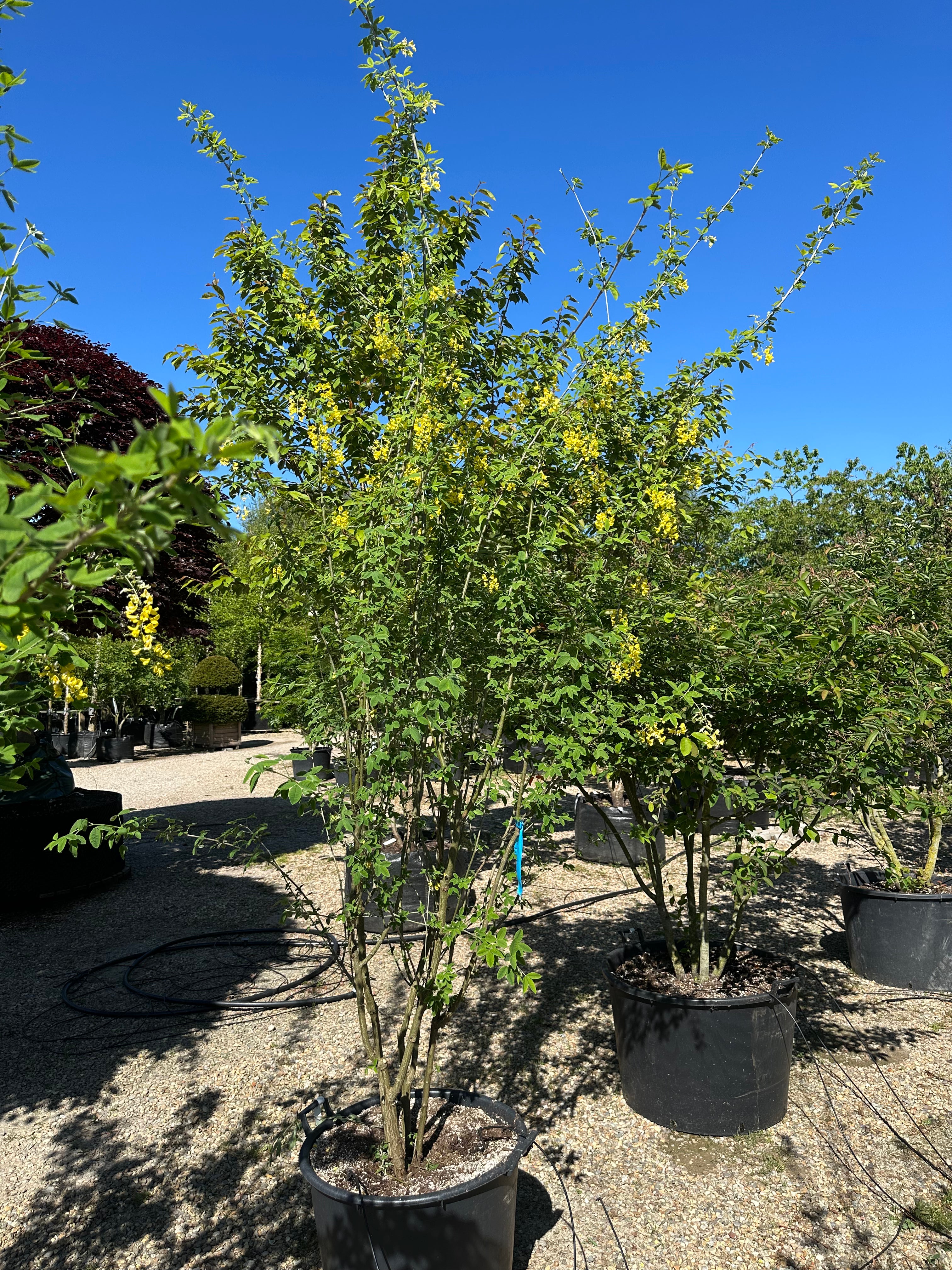 Flerstammet Laburnum x watereri 'Vossii' guldregnstræ med en bred, skulpturel krone.