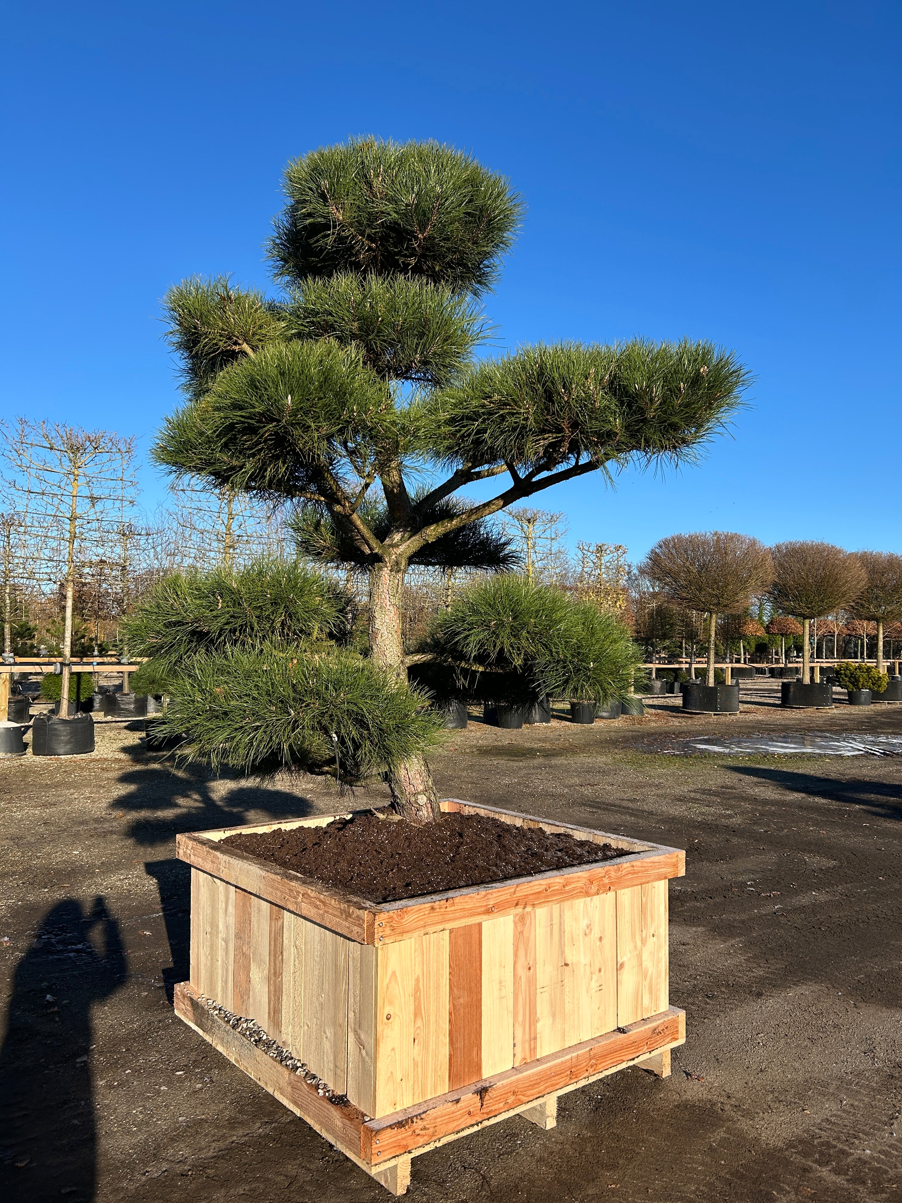 Flot skulpturel bonsai pinus nigra nigra, Østrigsk fyr, med store kraftige puder, gråbrun bark og flotte forgreninger. 