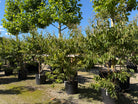 Multistammet Heptacodium miconioides Himlens syv sønner som flerstammet prydtræ med lys, afskallende bark og tætte klaser af hvide sensommerblomster.