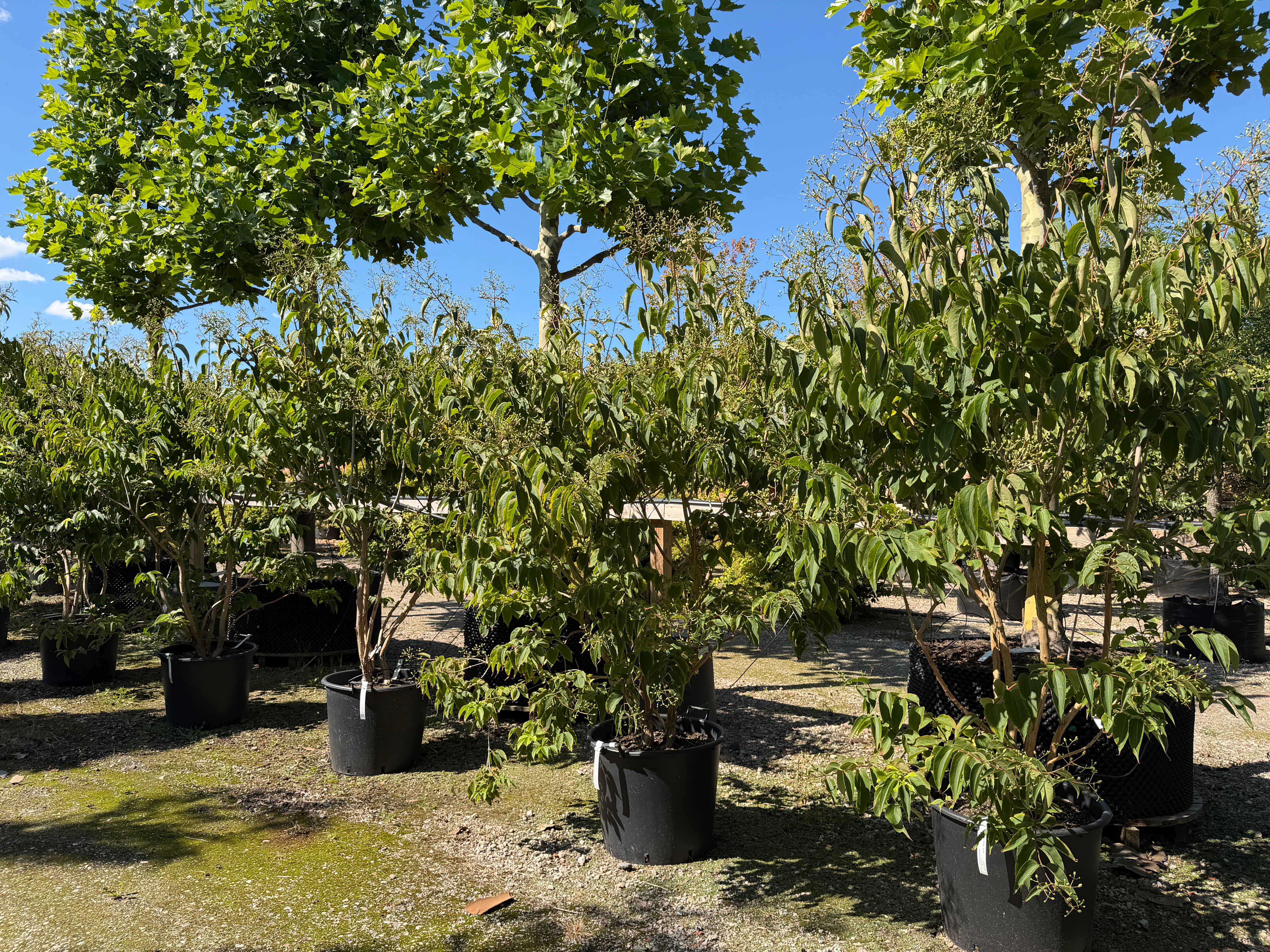 Multistammet Heptacodium miconioides Himlens syv sønner som flerstammet prydtræ med lys, afskallende bark og tætte klaser af hvide sensommerblomster.