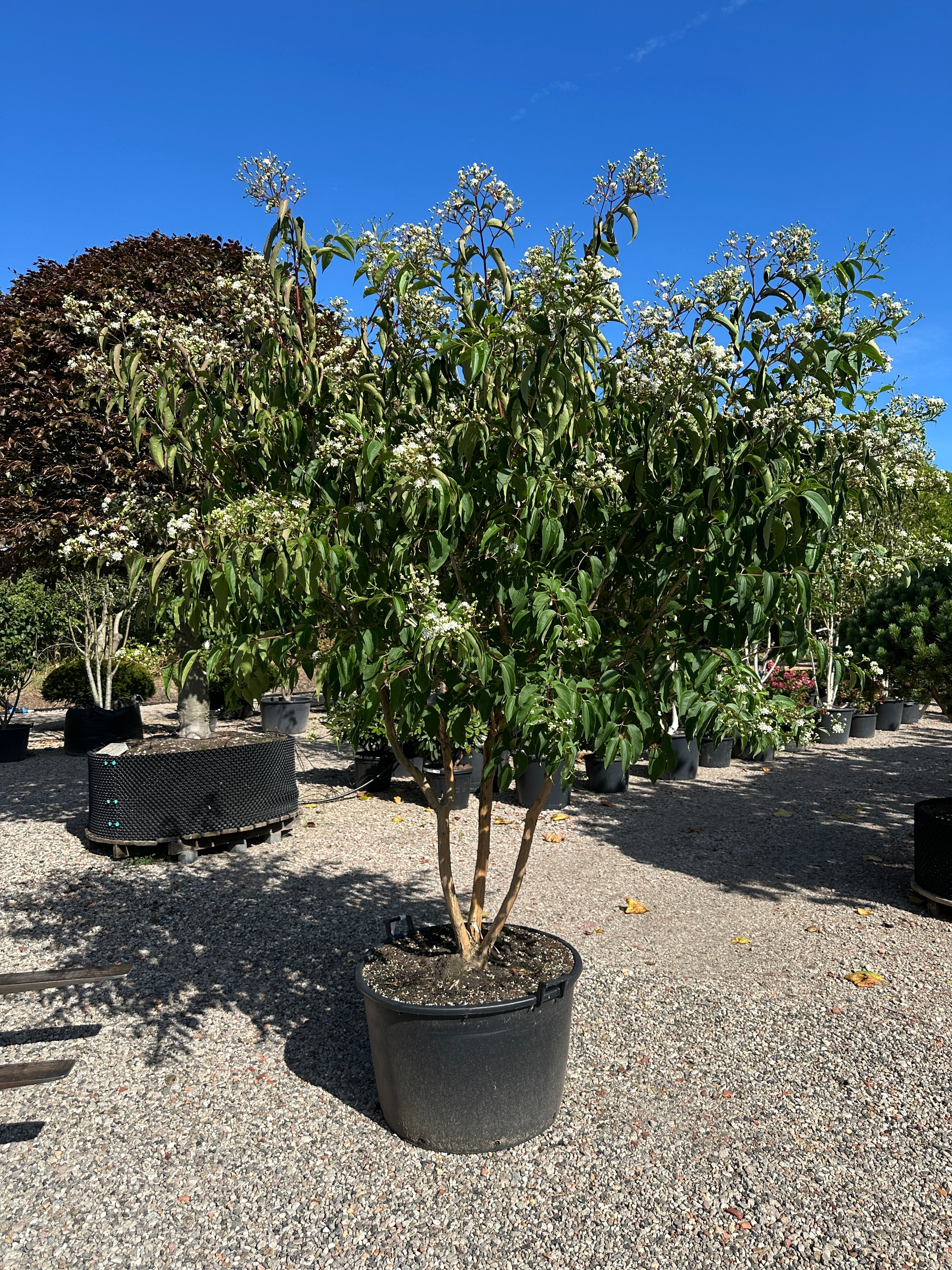 Multistammet Heptacodium miconioides i fuld sensommerblomstring med et væld af hvide blomsterklaser.