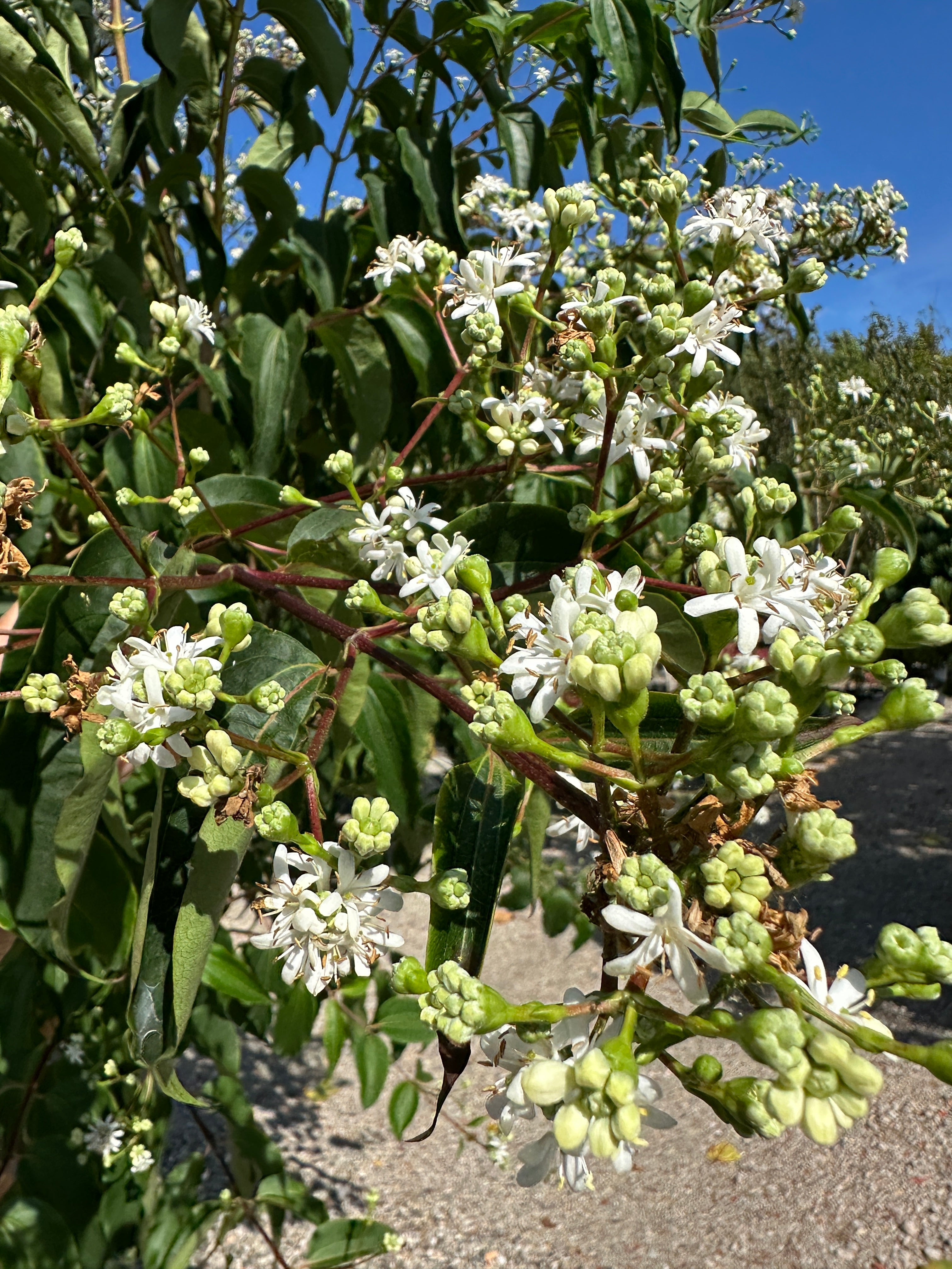 Multistammet Heptacodium miconioides i sensommerblomstring med et væld af hvide blomsterklaser