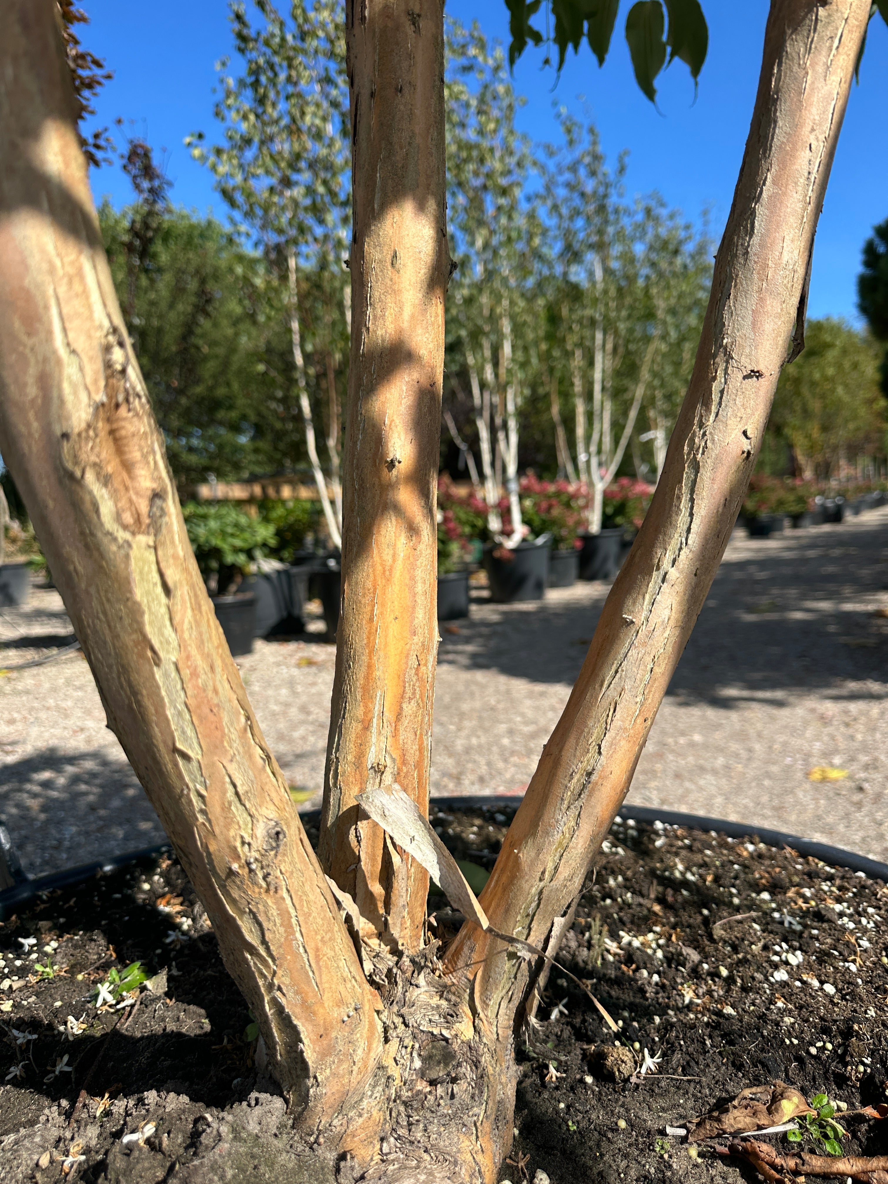 Den dekorative, lysebeige bark på stammerne af en Heptacodium miconioides, der skaller af i lange, papirtynde strimler.