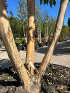 Den dekorative, lysebeige bark på stammerne af en Heptacodium miconioides, der skaller af i lange, papirtynde strimler.