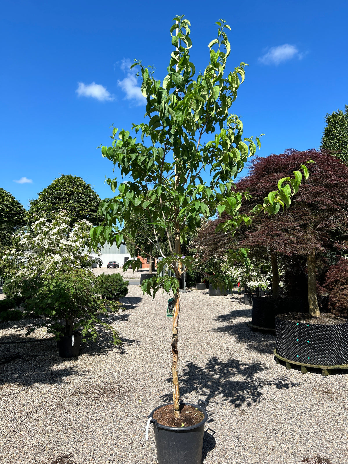 Opstammet 'Heptacodium miconioides'-træ i haven, hvor de store, mørkegrønne og blanke blade med de karakteristiske dybe ribber dækker den afrundede krone midt på sommeren.