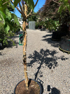 Stammen på et 'Heptacodium miconioides'-træ, der viser den karakteristiske lyse, gyldenbrune bark, som skaller af i lange, dekorative, papiragtige strimler og afslører en mørkere struktur indenunder.