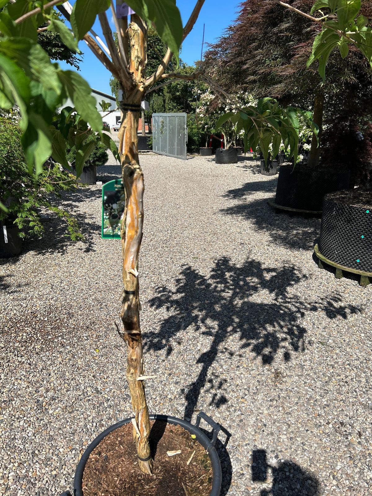 Stammen på et 'Heptacodium miconioides'-træ, der viser den karakteristiske lyse, gyldenbrune bark, som skaller af i lange, dekorative, papiragtige strimler og afslører en mørkere struktur indenunder.