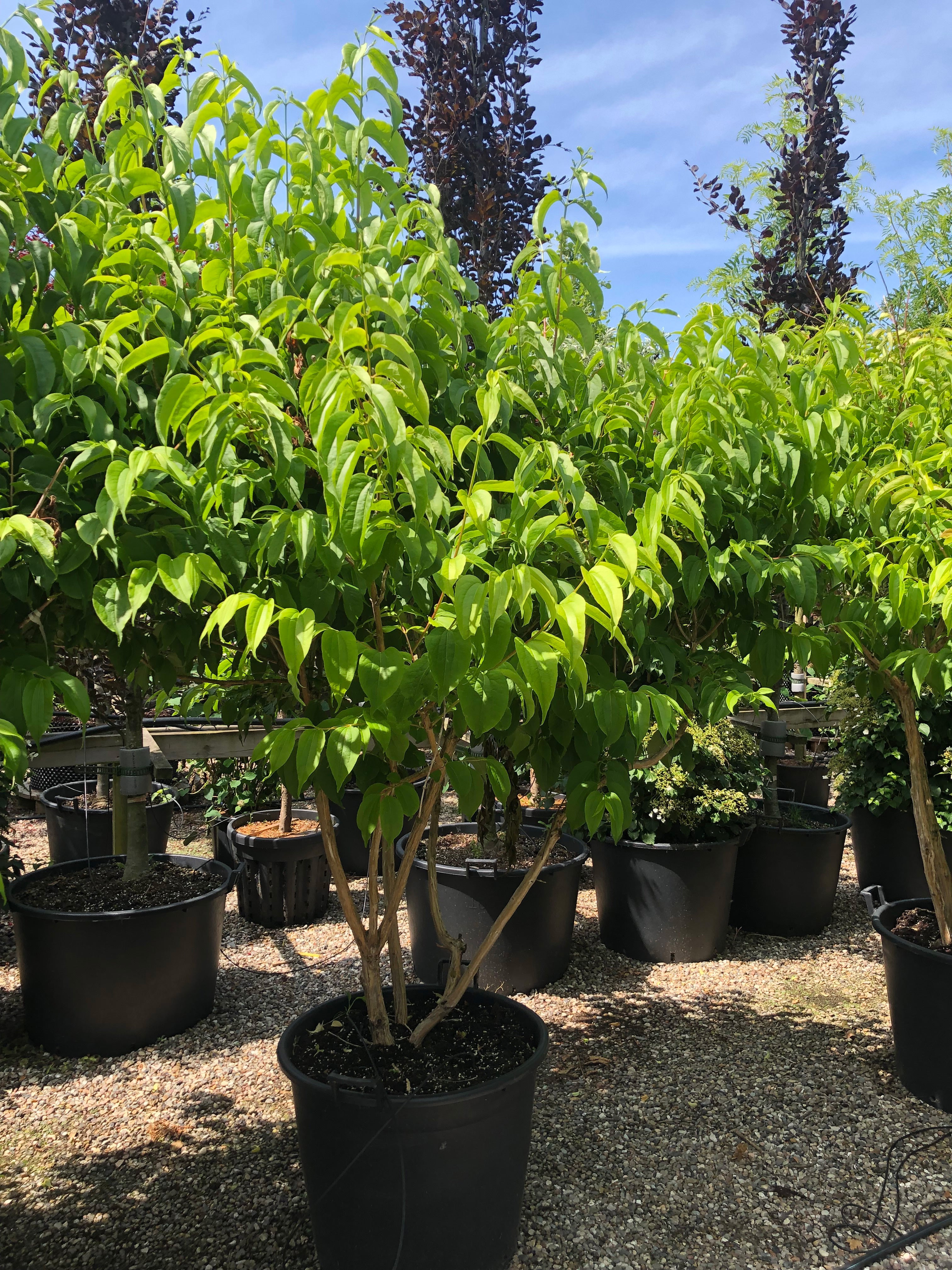 Heptacodium miconioides, Himlens syv sønner, Stamme Højde 80 cm, Total Højde 200-225 cm, Multistammet
