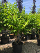 Heptacodium miconioides, Himlens syv sønner, Stamme Højde 80 cm, Total Højde 200-225 cm, Multistammet