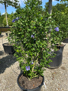 Opret Hibiscus syriacus Marina havebusk i fuld sensommerblomstring med masser af intense, blålilla blomster.