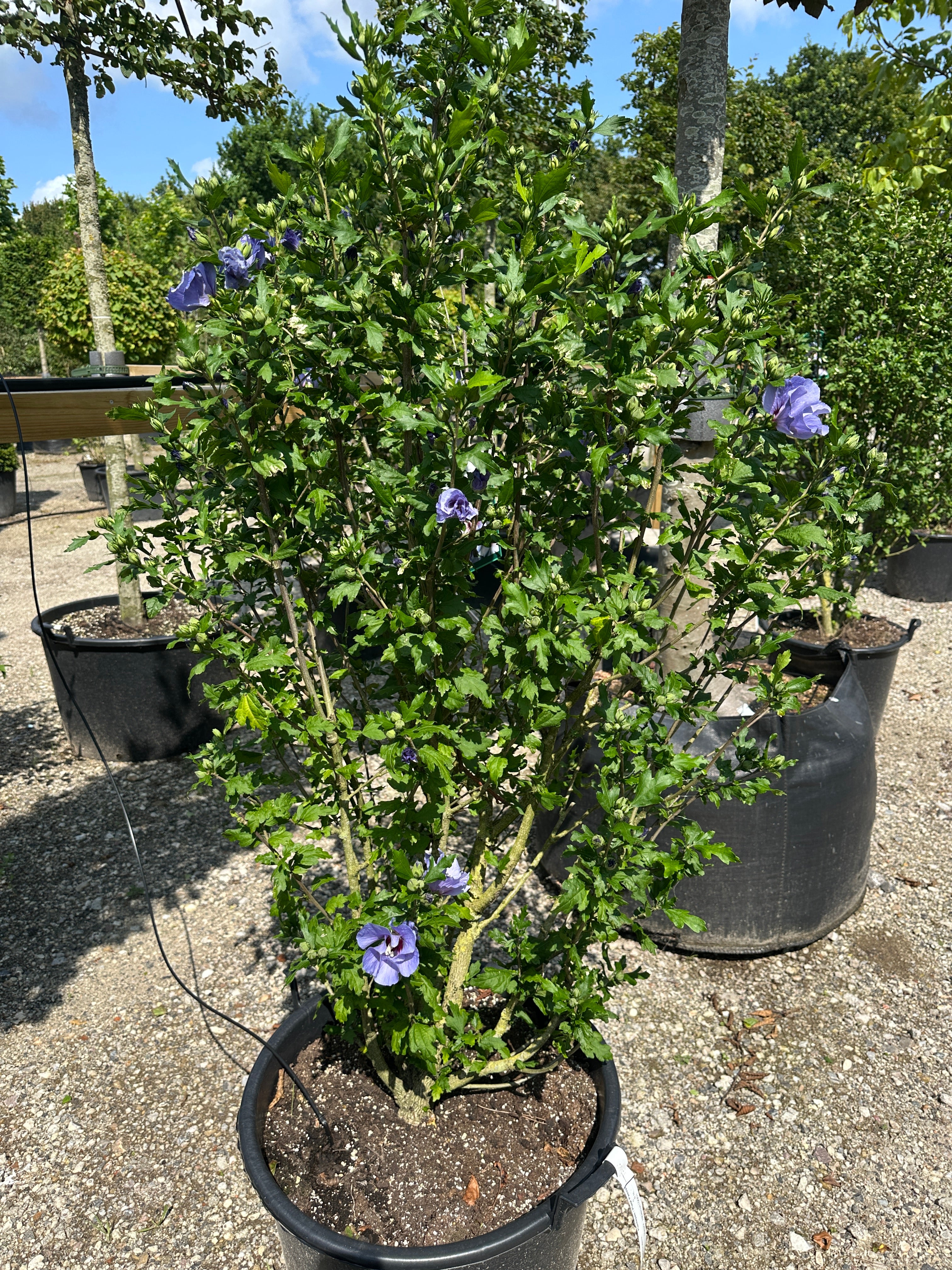 Opret Hibiscus syriacus Marina havebusk i fuld sensommerblomstring med masser af intense, blålilla blomster.