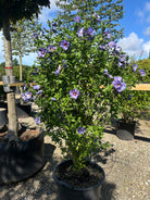 Opret Hibiscus syriacus Marina havebusk i fuld sensommerblomstring med masser af intense, blålilla blomster.