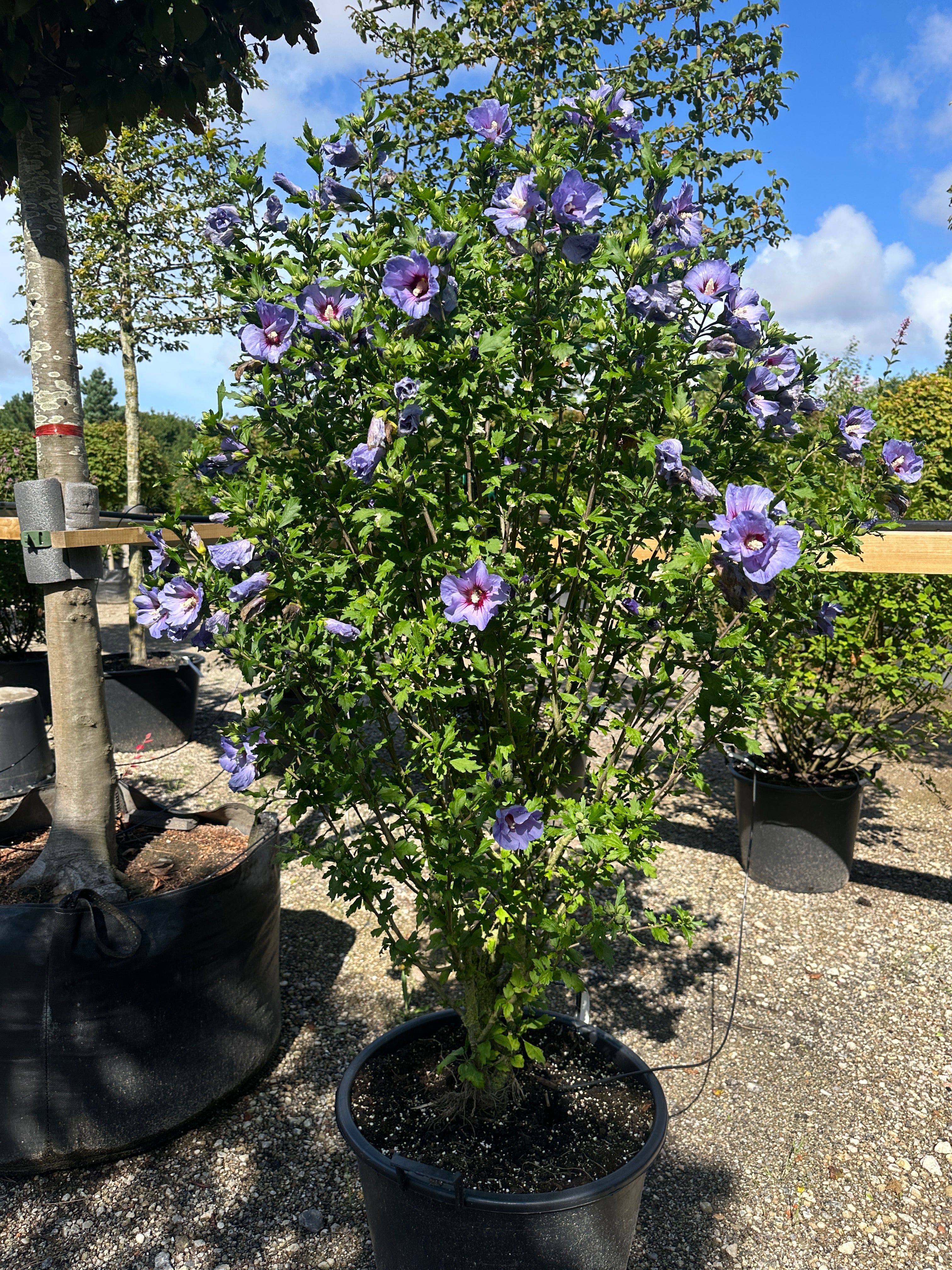 Opret Hibiscus syriacus Marina havebusk i fuld sensommerblomstring med masser af intense, blålilla blomster.