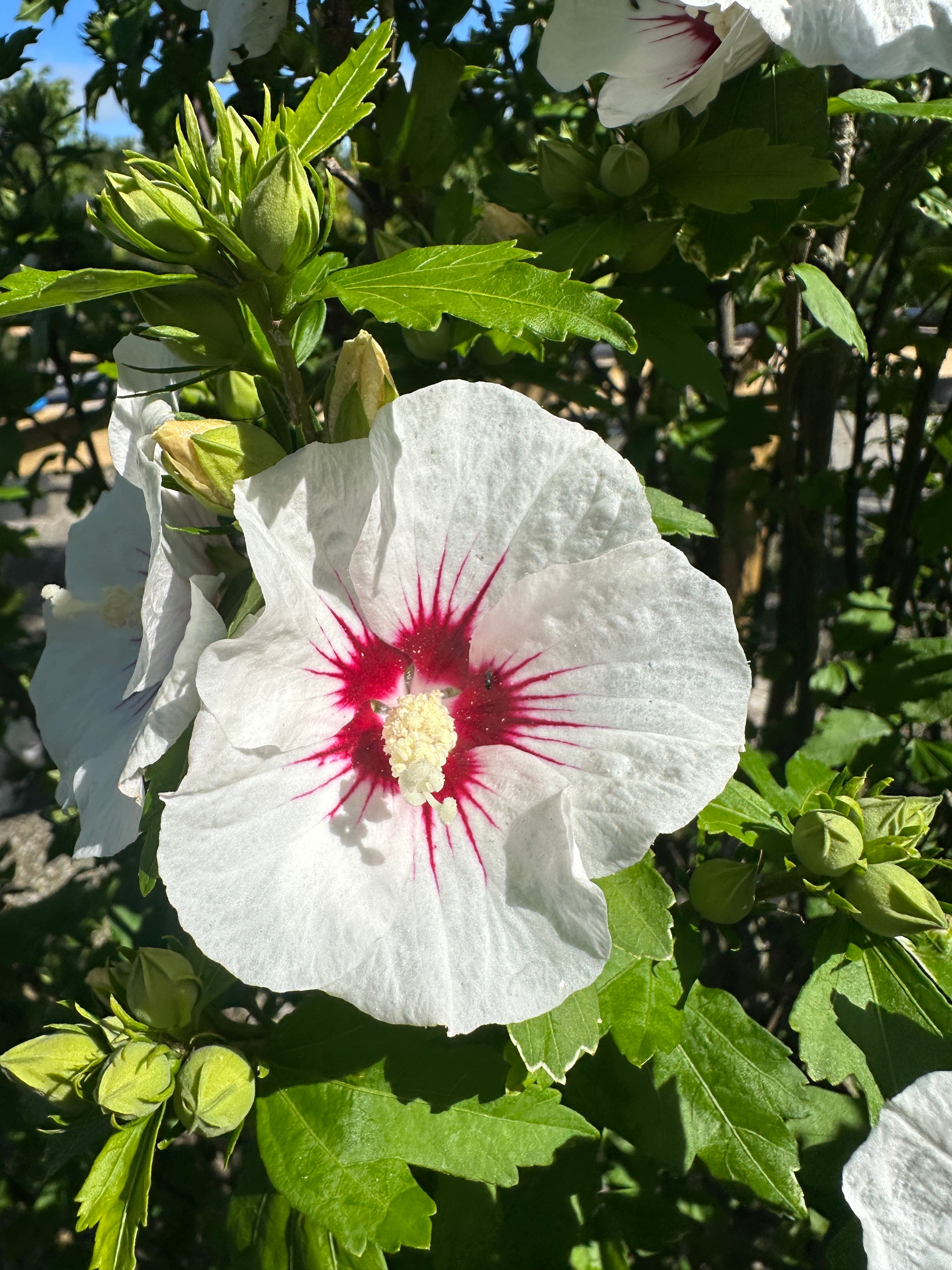 Skålformede blomster på en Red Heart syrisk rose med kridhvide kronblade og et iøjnefaldende mørkerødt hjerte i midten.