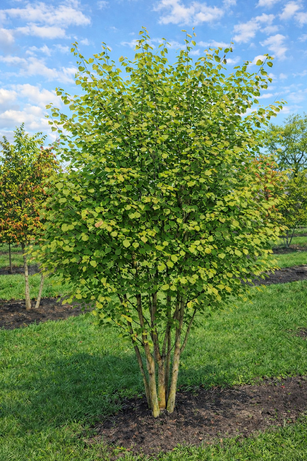 Flerstammet hjertetræ med hjerteformede blade, let duftende. Flotte efterårsfarver
Cercidiphyllum 