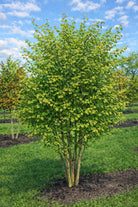 Flerstammet hjertetræ med hjerteformede blade, let duftende. Flotte efterårsfarver
Cercidiphyllum 