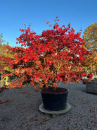 Smuk flammende høstfarver på japansk ahorn, Acer palmatum Osakazuki