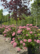 'Pink Annabelle'-hortensiabusk i fuld sommerblomstring, hvor de enorme, kuglerunde blomsterhoveder står tæt side om side i en klar, intens lyserød farve.