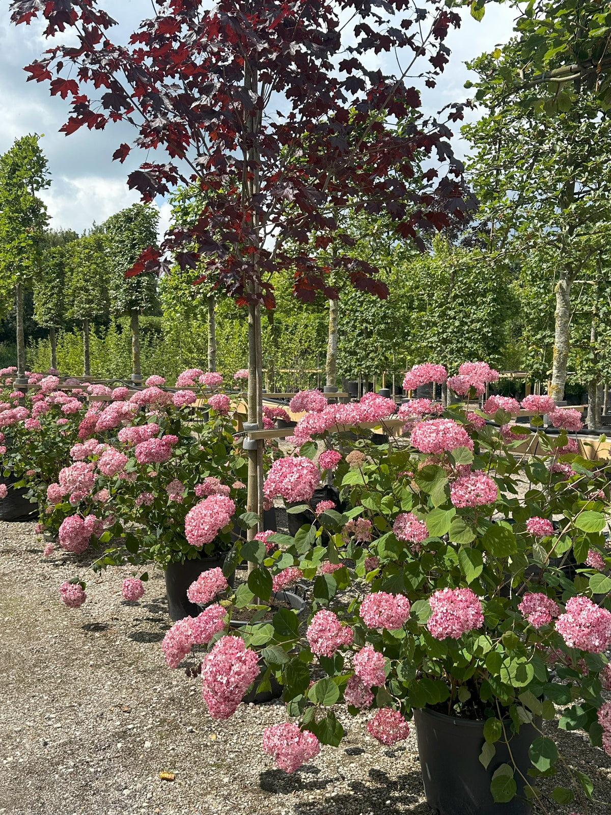'Pink Annabelle'-hortensiabusk i fuld sommerblomstring, hvor de enorme, kuglerunde blomsterhoveder står tæt side om side i en klar, intens lyserød farve.