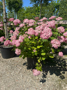 'Pink Annabelle'-hortensiabusk i fuld sommerblomstring, hvor de enorme, kuglerunde blomsterhoveder står tæt side om side i en klar, intens lyserød farve.